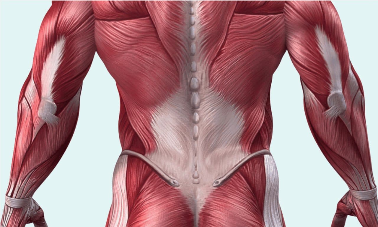 Anatomisk illustration av bålens muskler och den thoracolumbala fascian i ländryggen