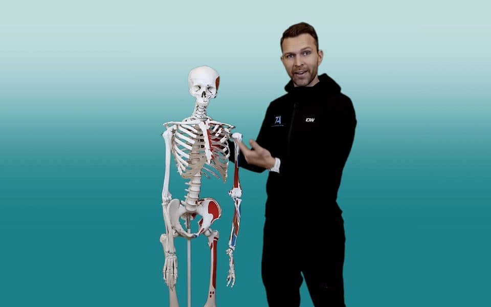 En lärare visar kroppens anatomi på ett skelett